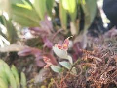 Lepanthes