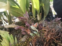 Lepanthes