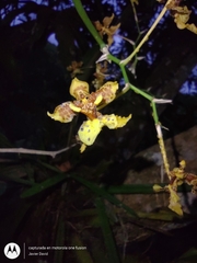Oncidium