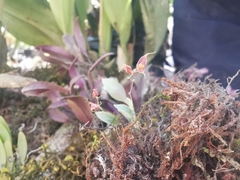 Lepanthes
