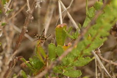 Synanthedon