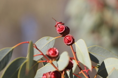 Eucalyptus pachyphylla