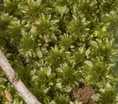 Rosulabryum