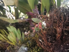 Lepanthes