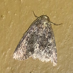 Condica