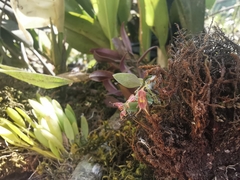 Lepanthes