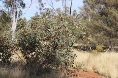 Eucalyptus pachyphylla