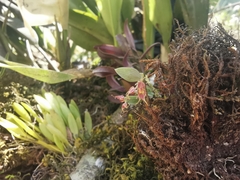 Lepanthes