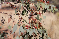 Eucalyptus pachyphylla