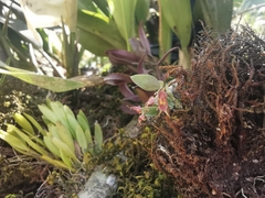 Lepanthes