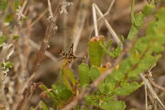 Synanthedon