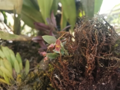 Lepanthes
