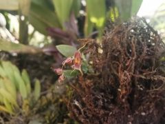 Lepanthes
