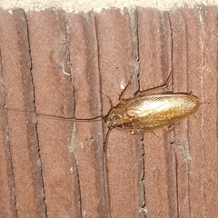 Blattella