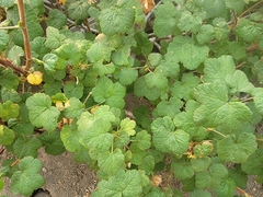 Ribes viscosissimum