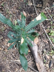 Macadamia integrifolia