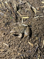 Fejervarya cancrivora