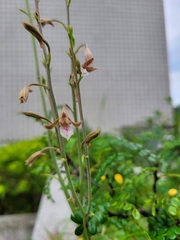 Eulophia graminea