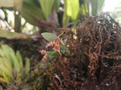 Lepanthes