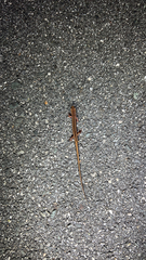 Eurycea guttolineata