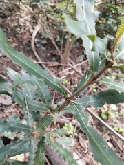 Macadamia integrifolia