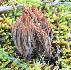Clavulina cinerea