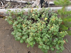 Ribes viscosissimum