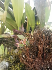 Lepanthes