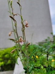 Eulophia graminea