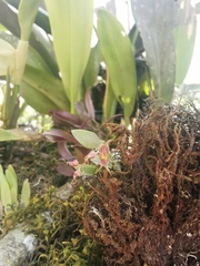 Lepanthes