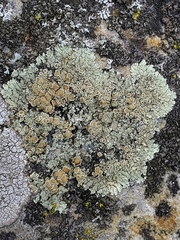 Lecanoraceae