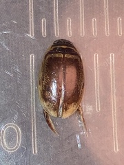 Thermonectus basillaris basillaris