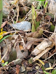 Eulophia graminea