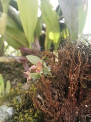 Lepanthes