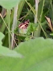 Chlosyne lacinia adjutrix