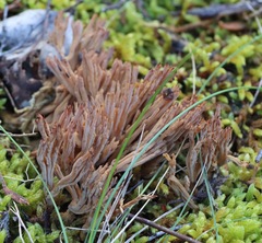 Clavulina cinerea