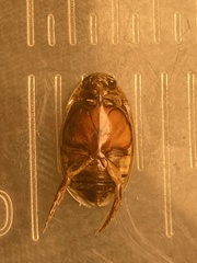 Thermonectus basillaris basillaris