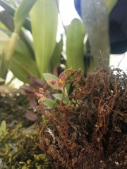 Lepanthes