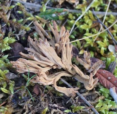 Clavulina cinerea