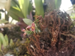 Lepanthes