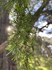 Taxandria juniperina