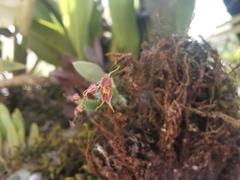 Lepanthes