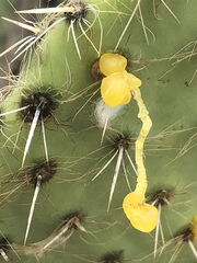 Opuntia pilifera