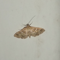 Nomophilini