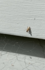 Lonchoptera bifurcata