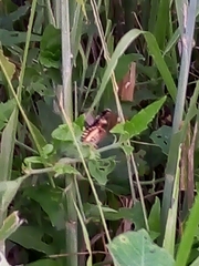 Chlosyne lacinia adjutrix