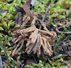 Clavulina cinerea