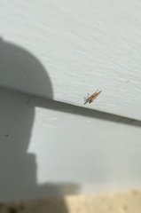 Lonchoptera bifurcata