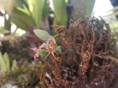 Lepanthes