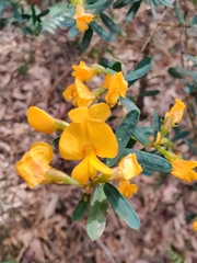 Pultenaea flexilis